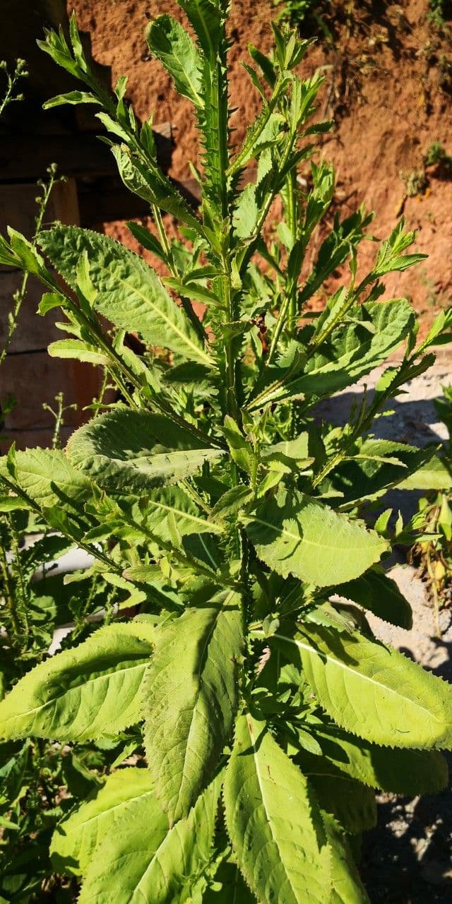 Laggera 3