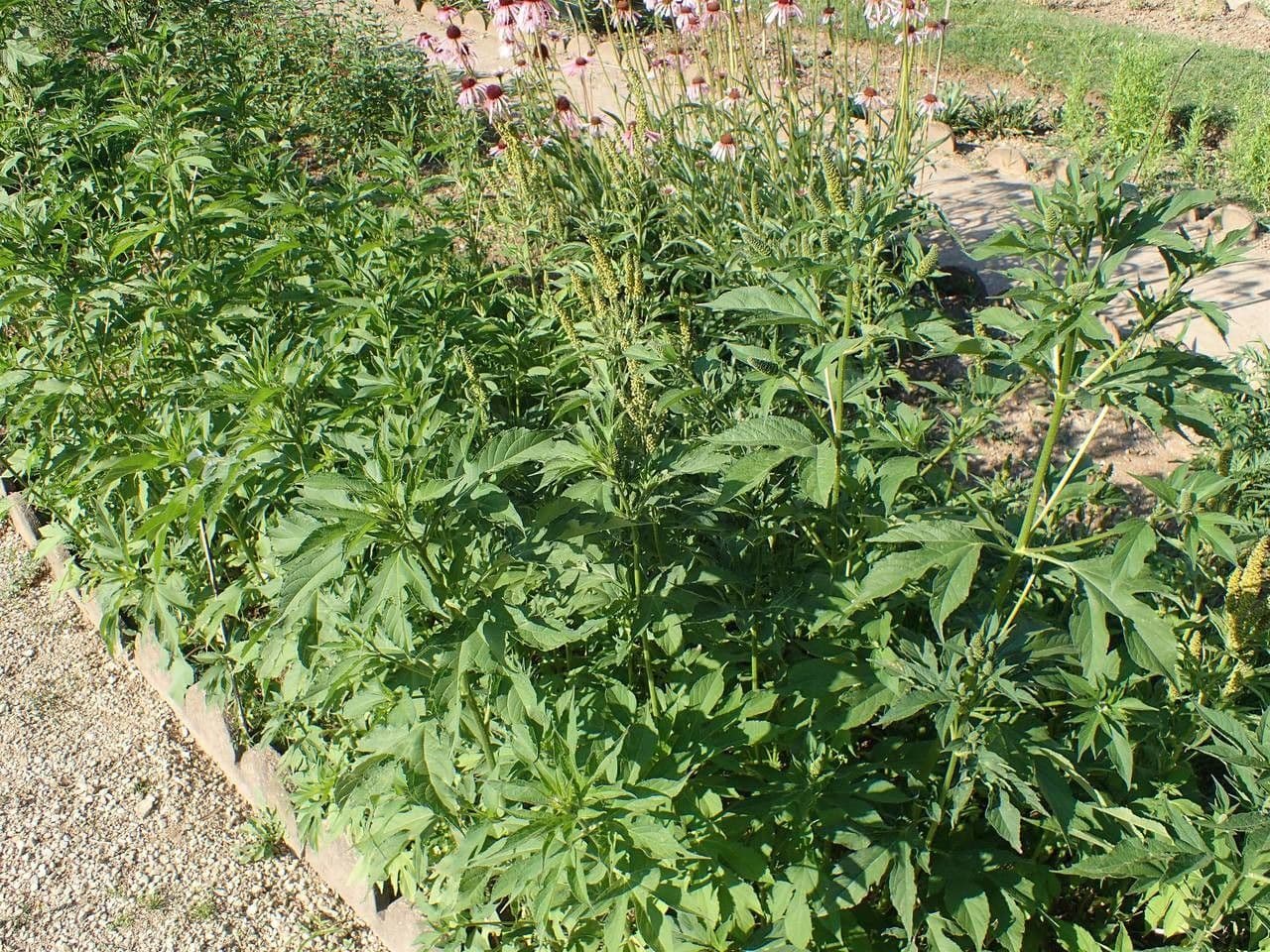 Ambrosia trifida 13