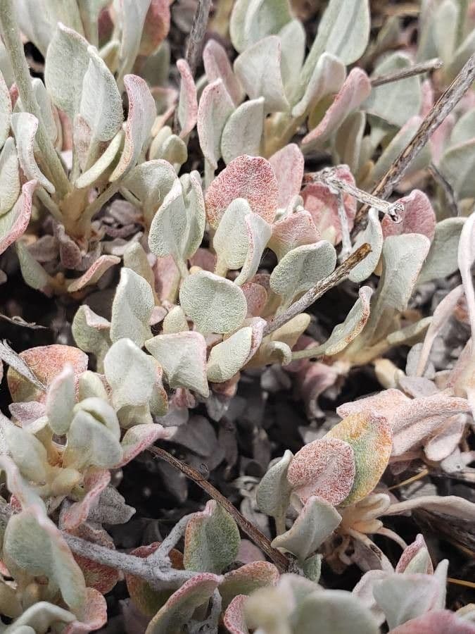 Blue mountain buckwheat 11