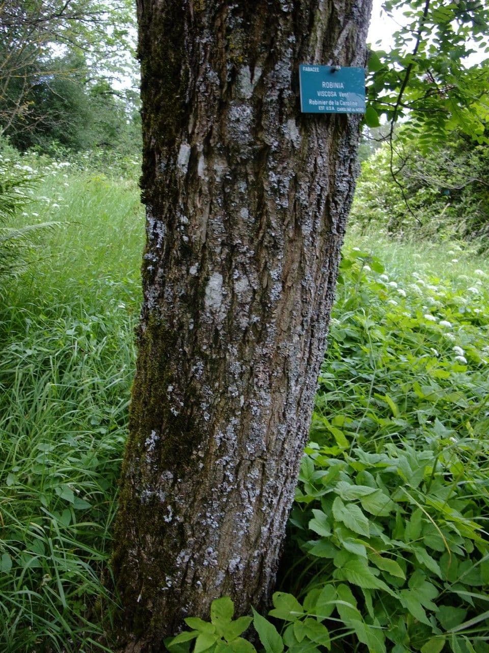 Robinia viscosa 25
