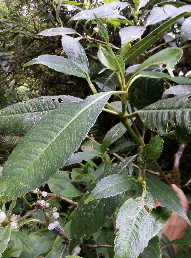 Hedyosmum 13