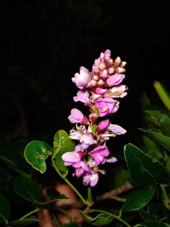 Lonchocarpus 2
