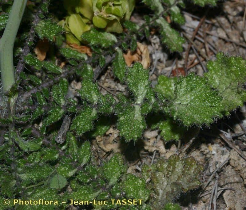 Crambe filiforme 16