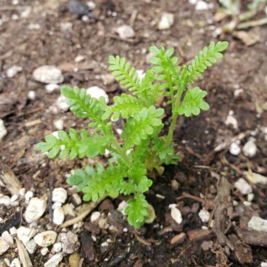 Emmenanthe penduliflora 17