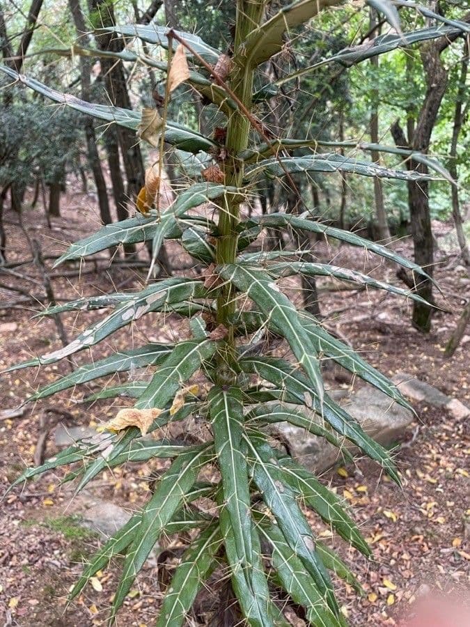 Ptilostemon casabonae 18