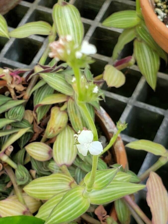 Callisia 3