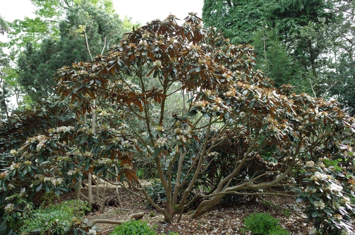 Rododendro 10