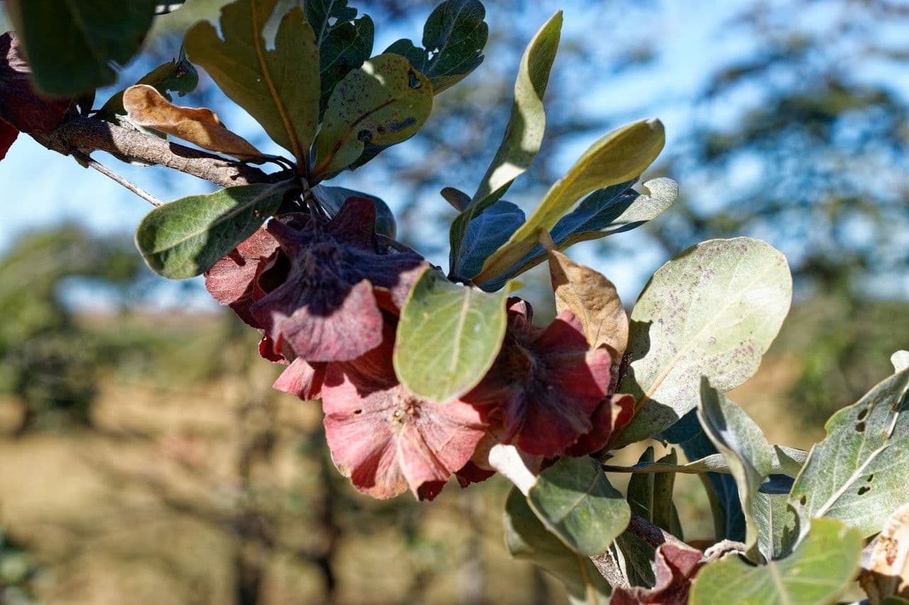 Terminalia de Seyrig