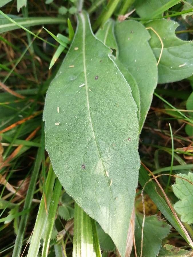 Knautia 13