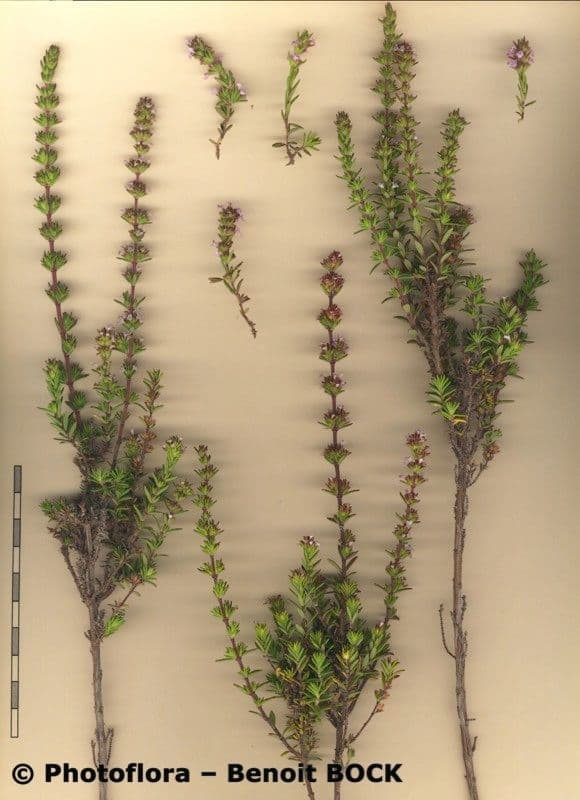 Micromeria 18
