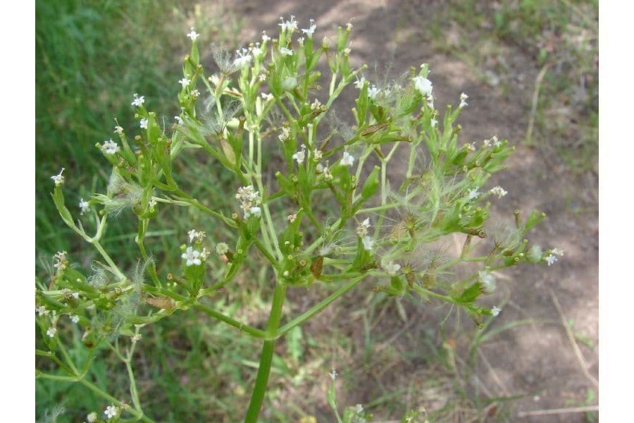Valeriana occidentale 5