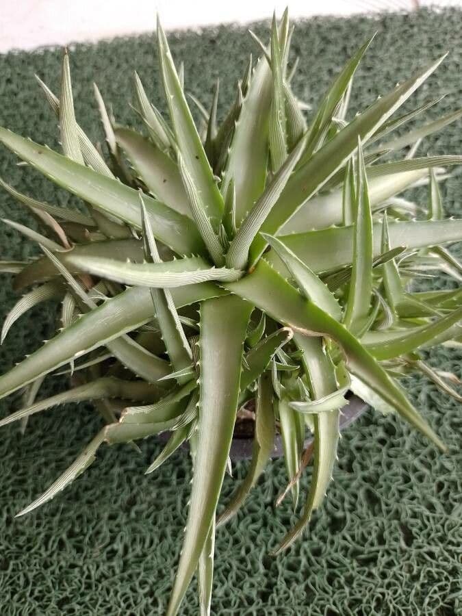 Dyckia 9