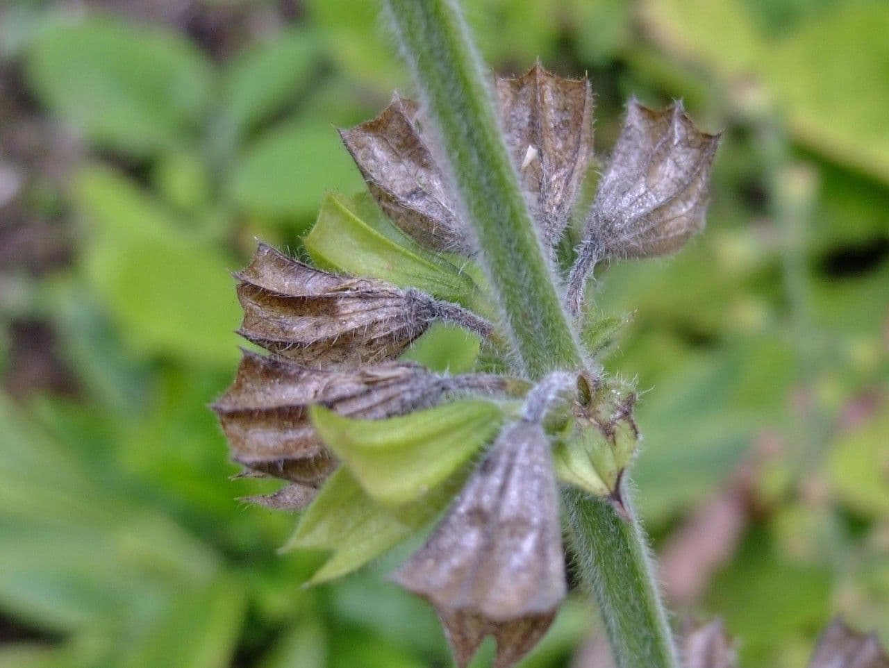 Salvia 6