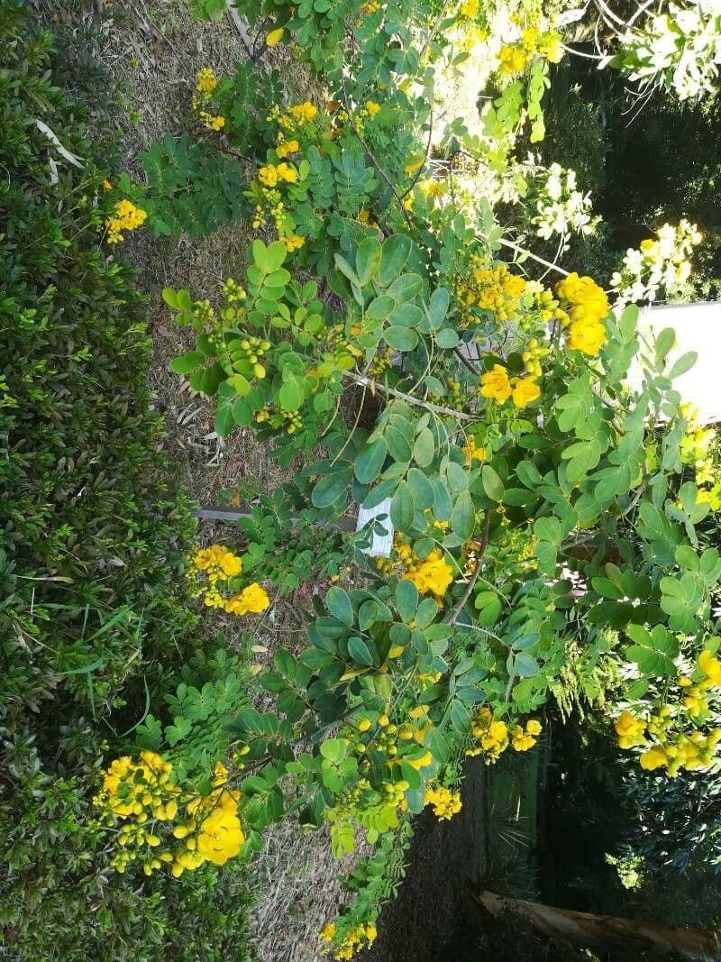 Senna pendula 8