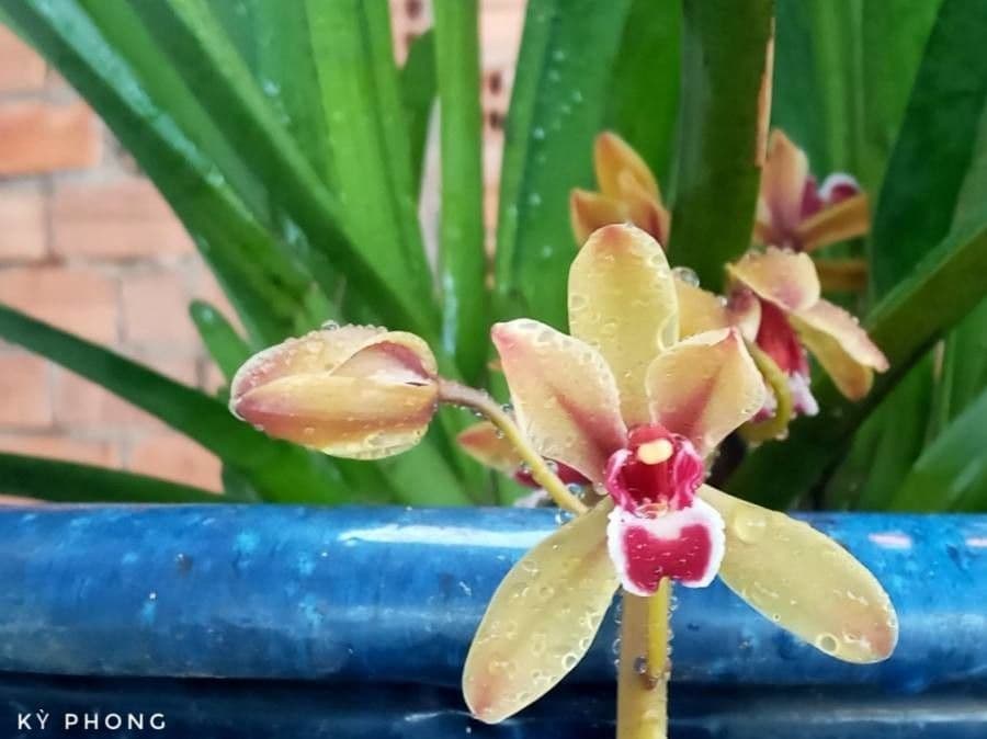 Cymbidium di Finlayson 2