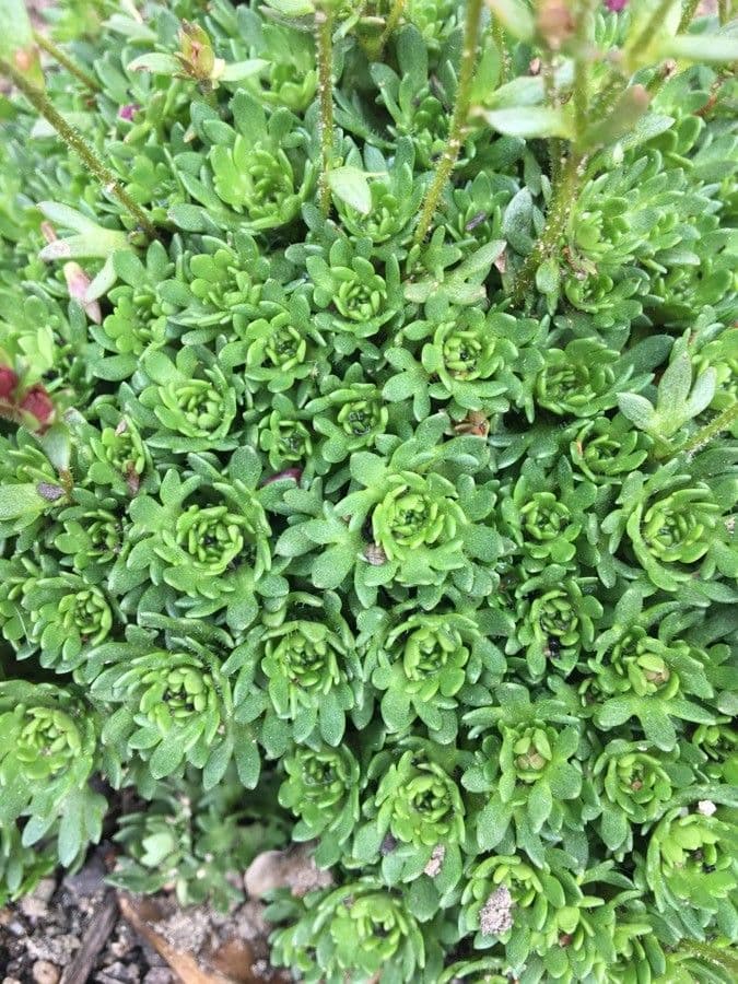 Primula 13