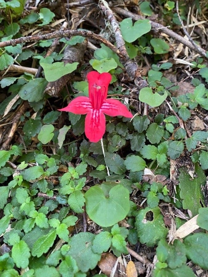 Asteranthera 2