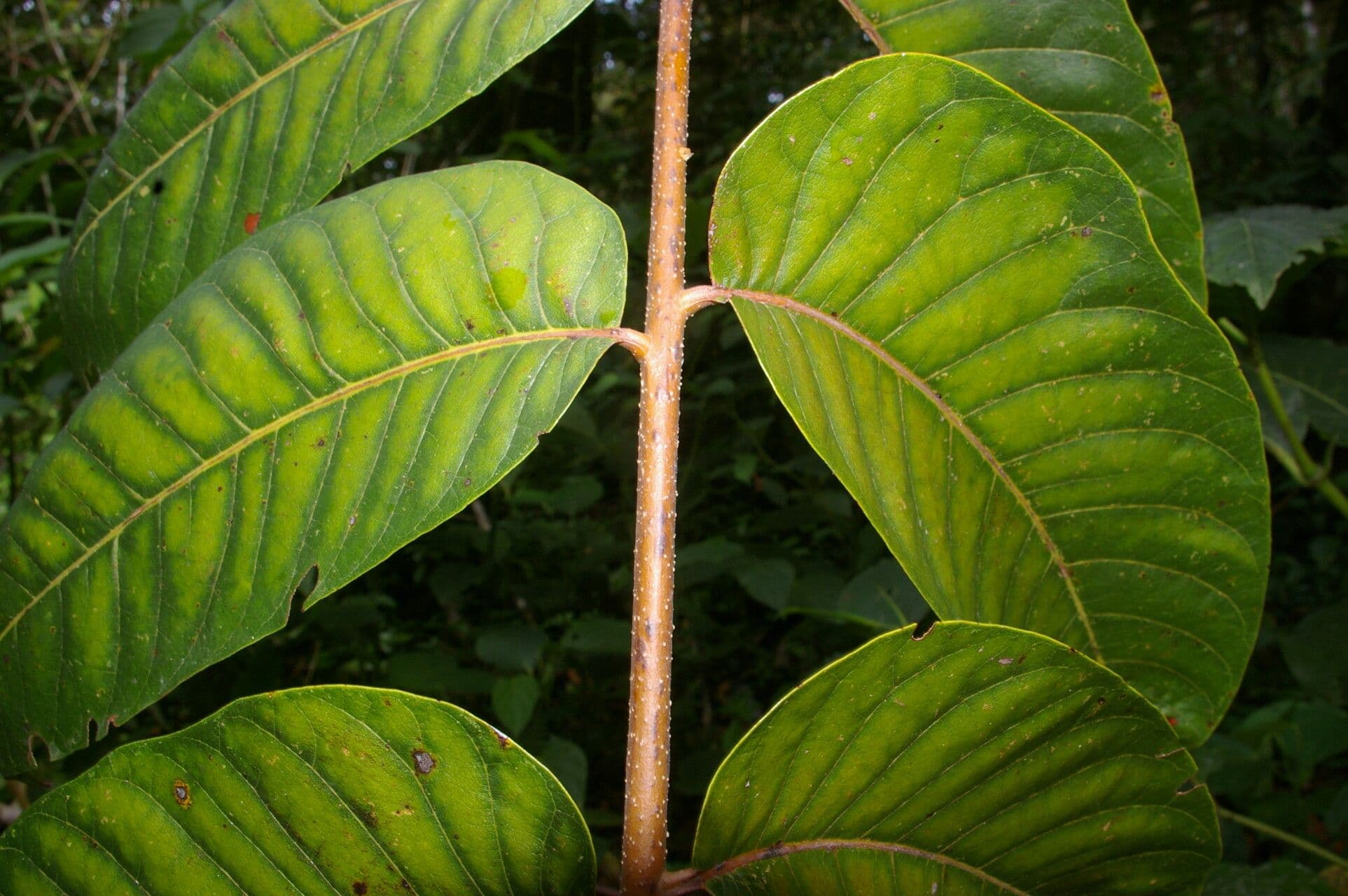 Cedrela 4