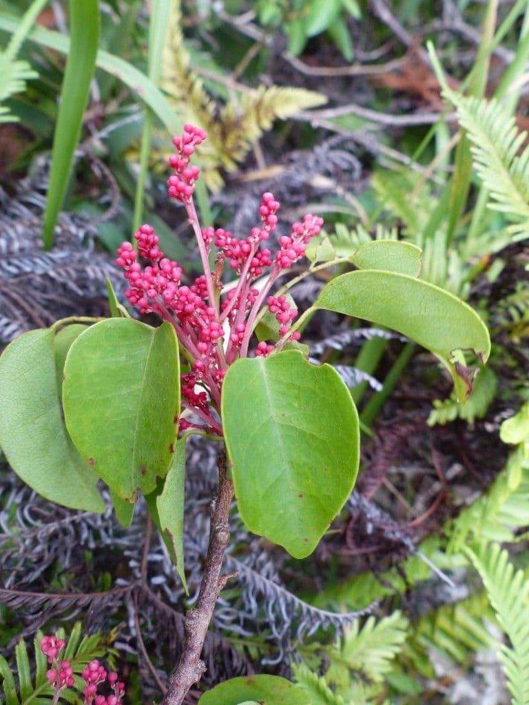 Rourea 4