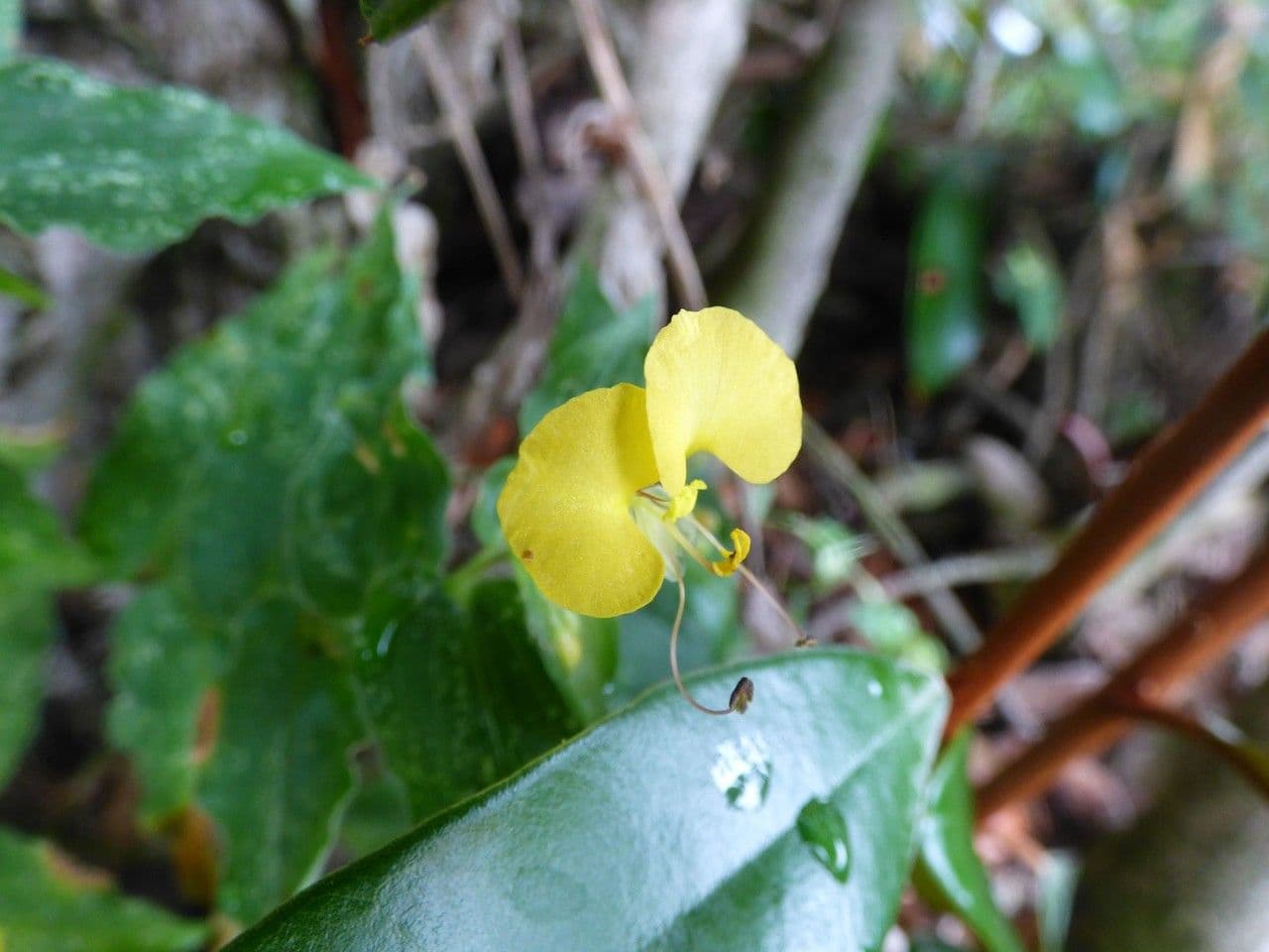 Commelina 2