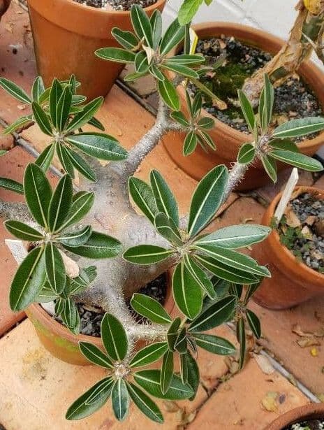 Pachypodium 9