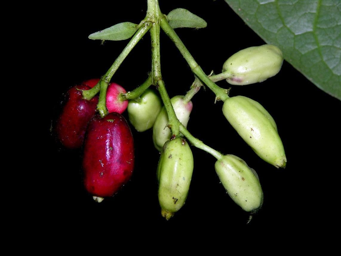 Chione venosa 3