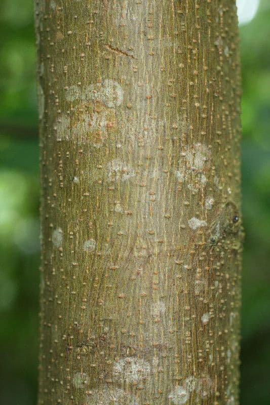 Kleinblütiger Trema 21
