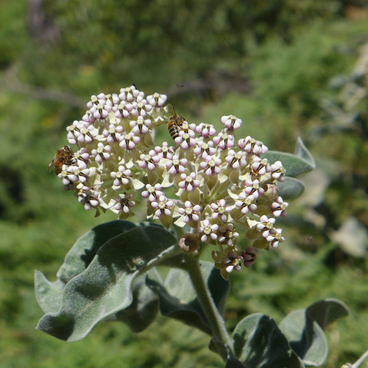 Asclepias 5