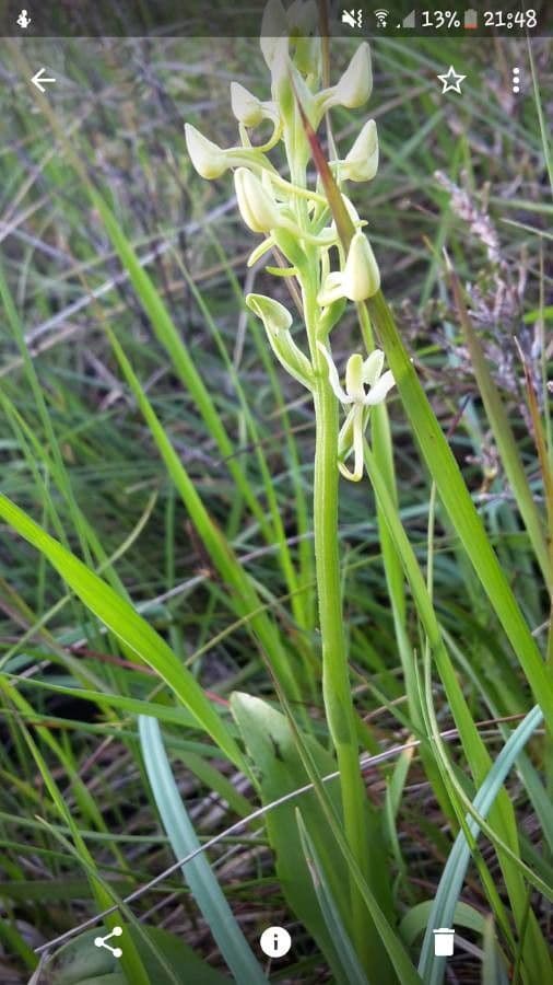 Platantera verdastra 17