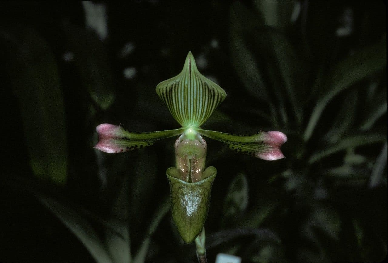 Paphiopedilum de Java 2