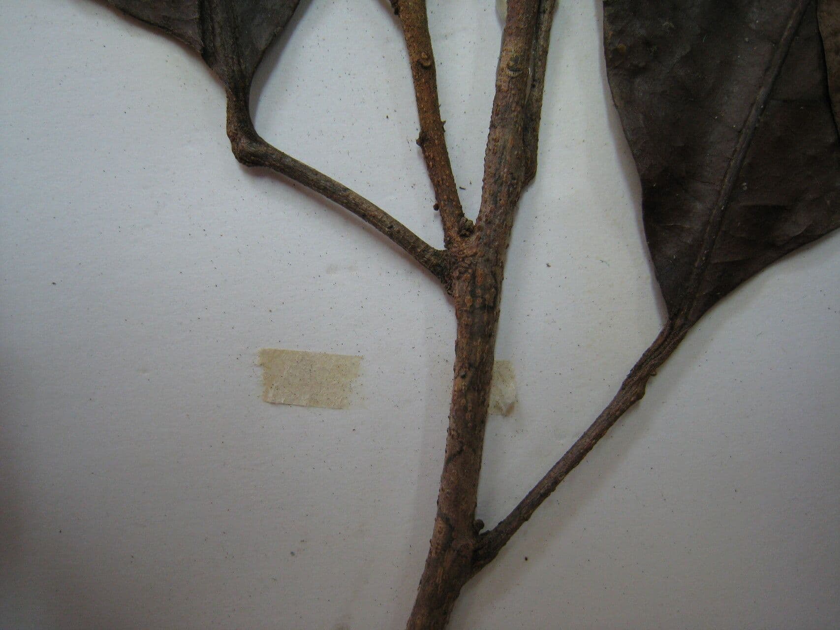 Allophylus