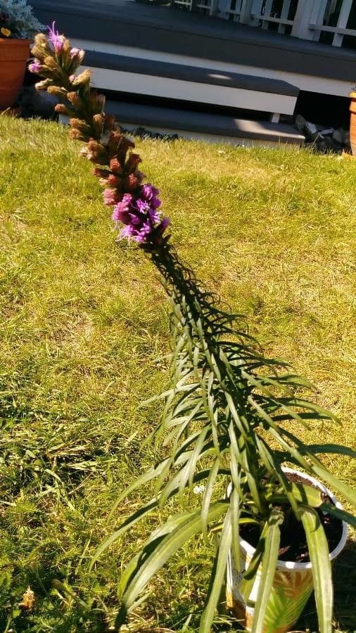 Liatris punctata 13