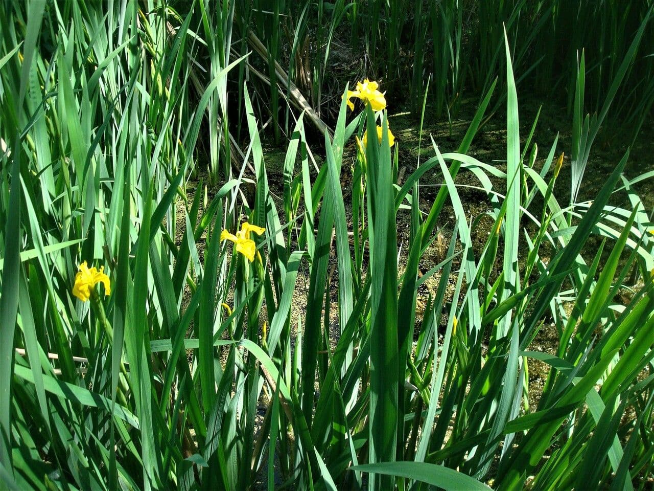 Sumpf-Schwertlilie 19