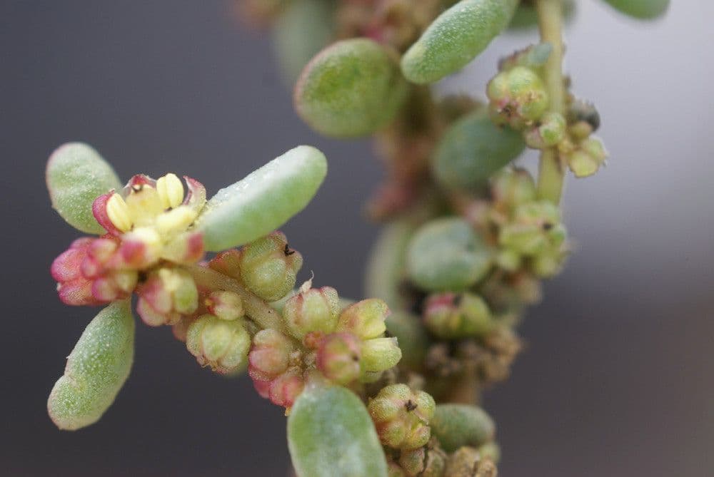 Suaeda vermiculata 15