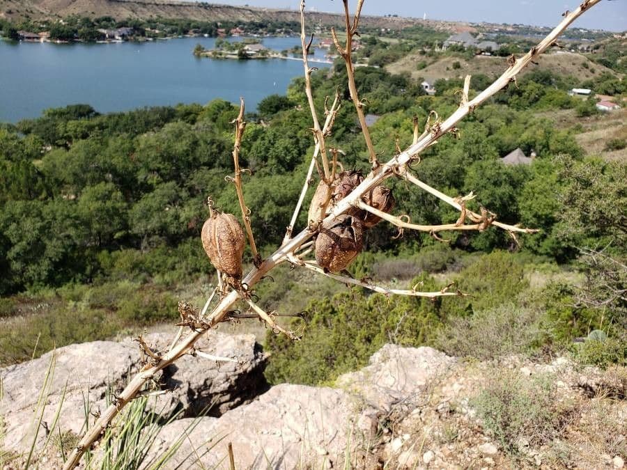 Arkansas-Yucca 17