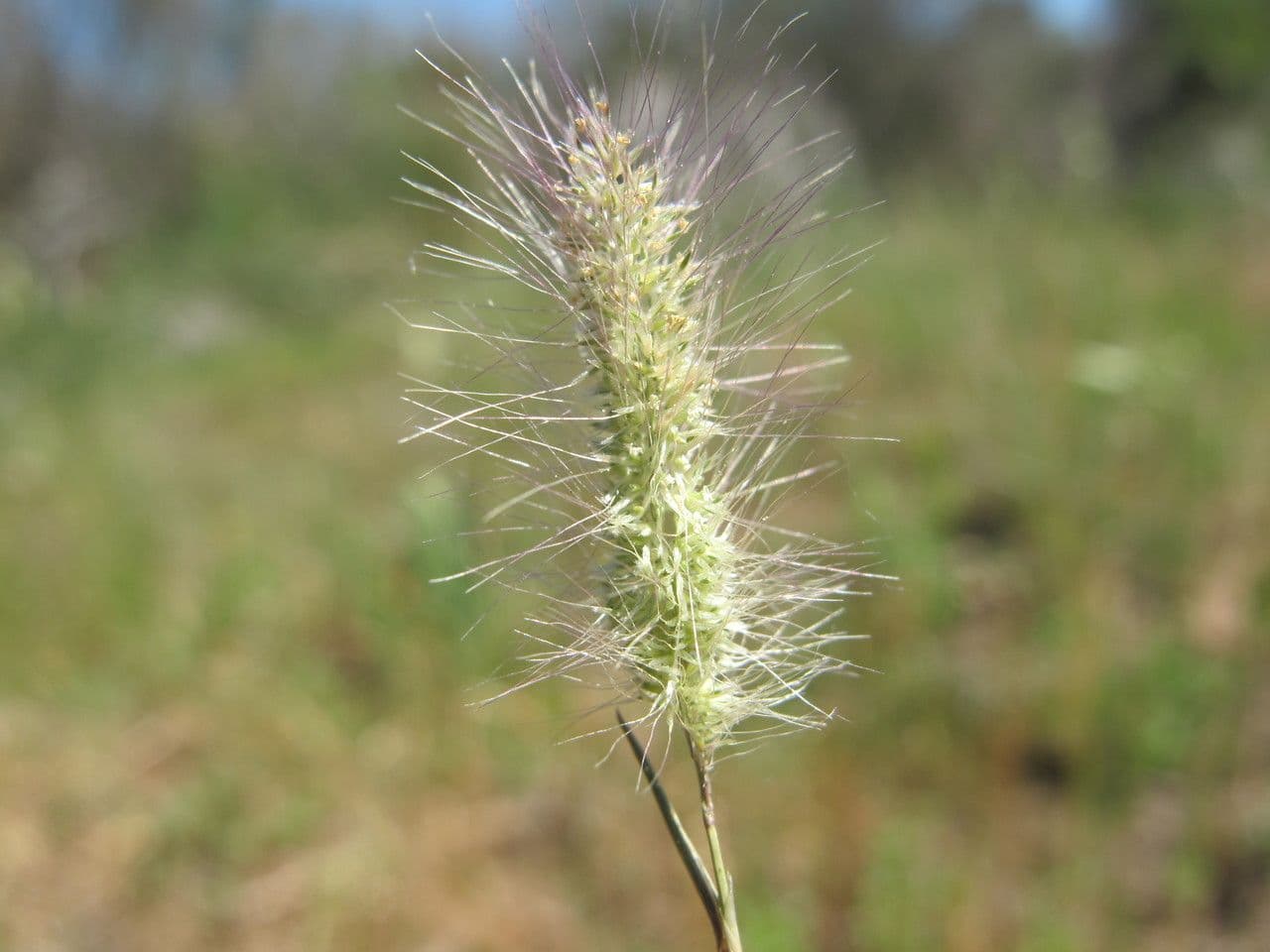 Polipogon marittimo 4