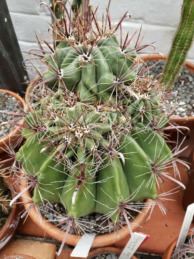 Cactus a botte di Emory 14