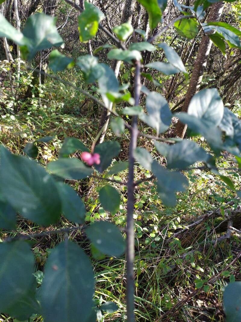 Cotoneaster 16