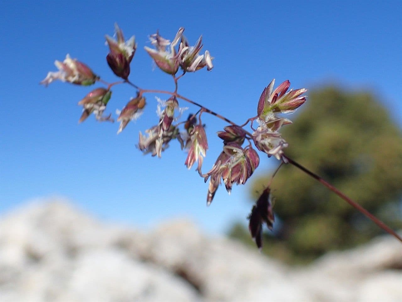 Alpen-Rispe 15