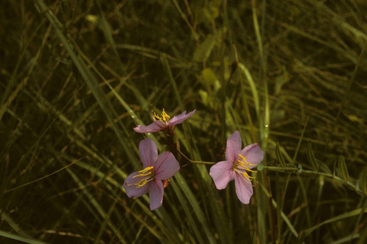 Rhexia alifana 2