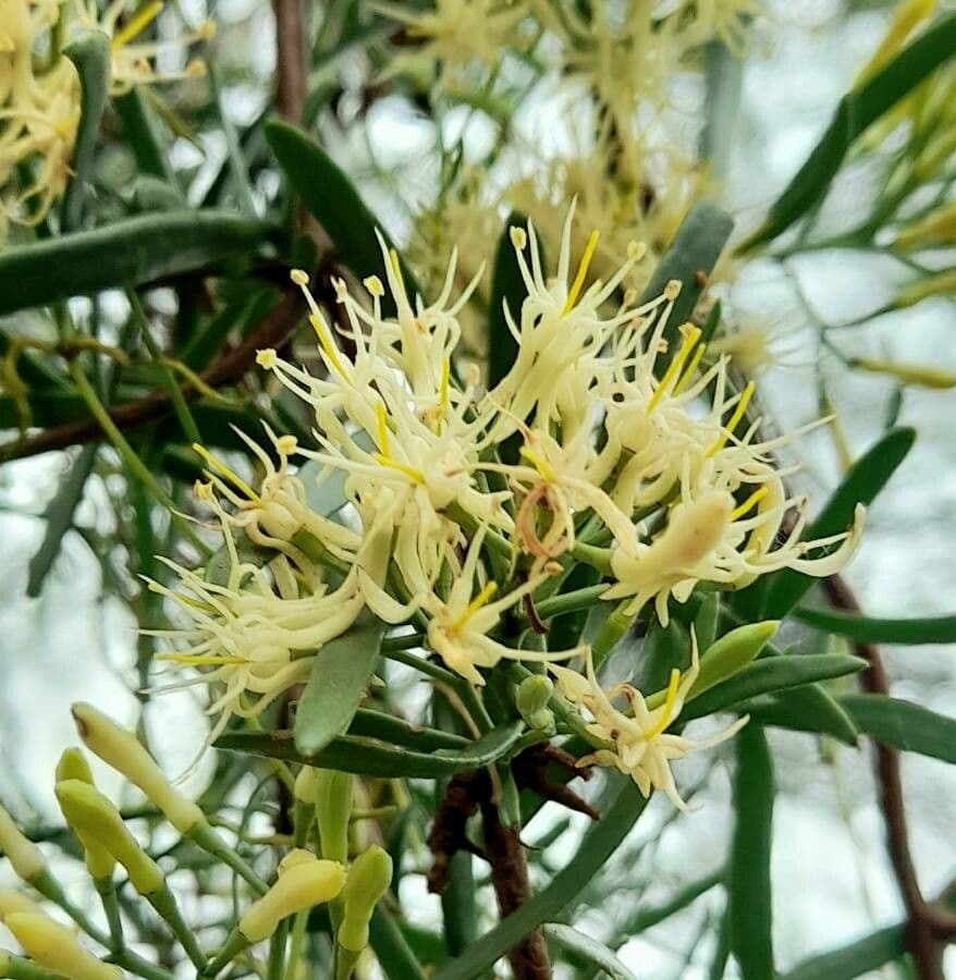 Tripodanthus 2