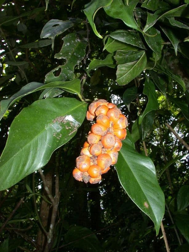 Heteropsis 13