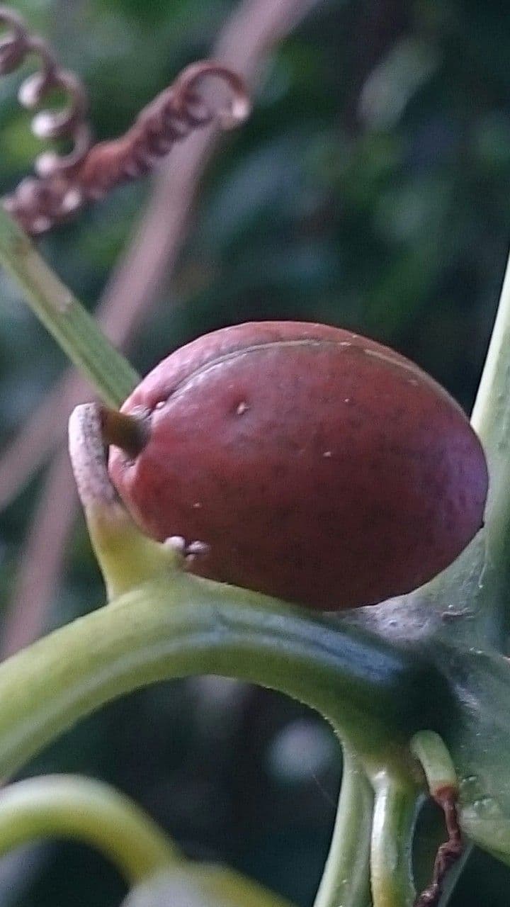 Cayaponia 5