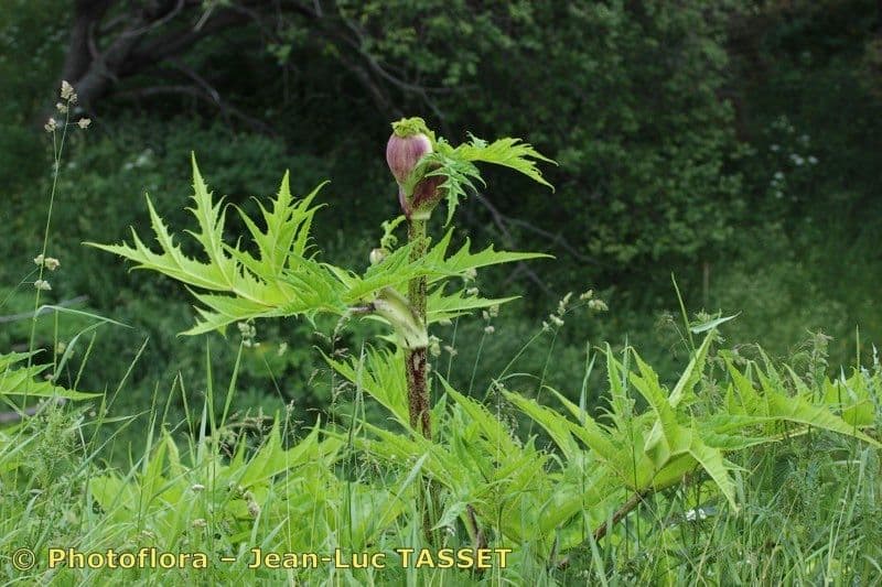 Berce du Caucase 26