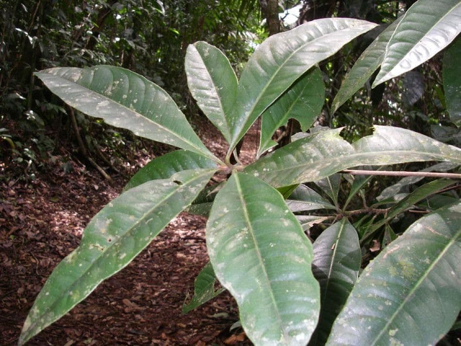 Hymenandra 16