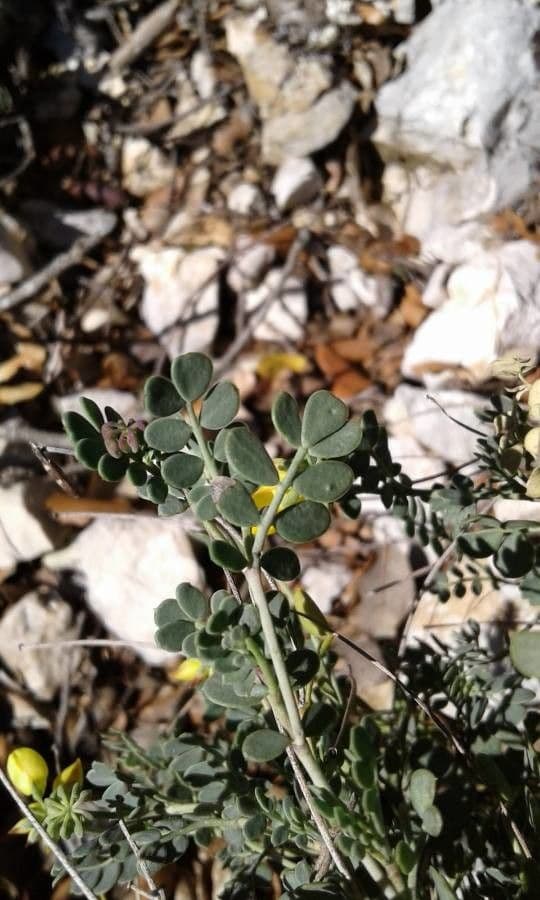 Petite coronille 19
