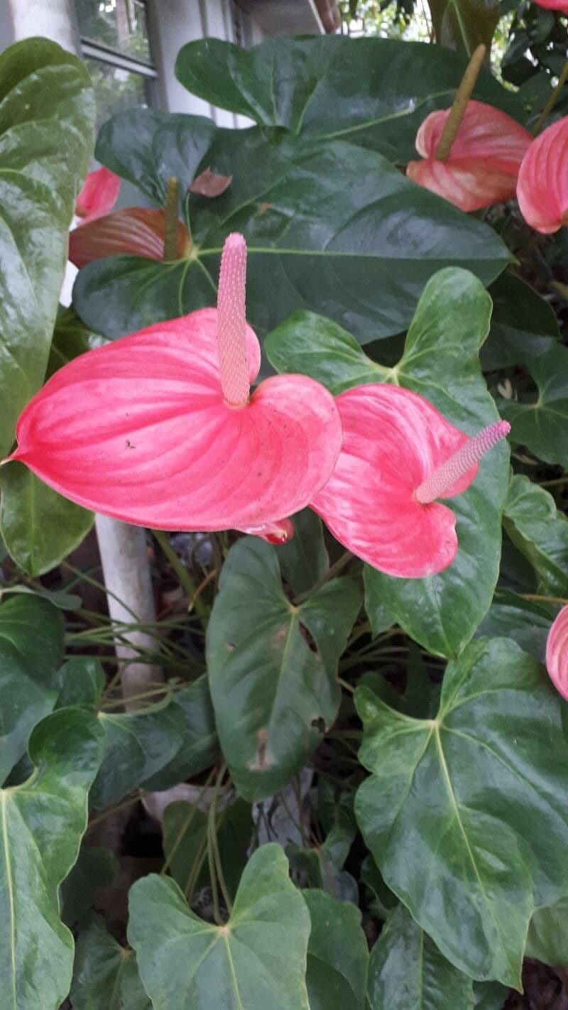 Anthurium 3