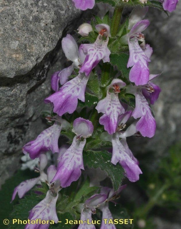 Santoreggia sinuosa 2