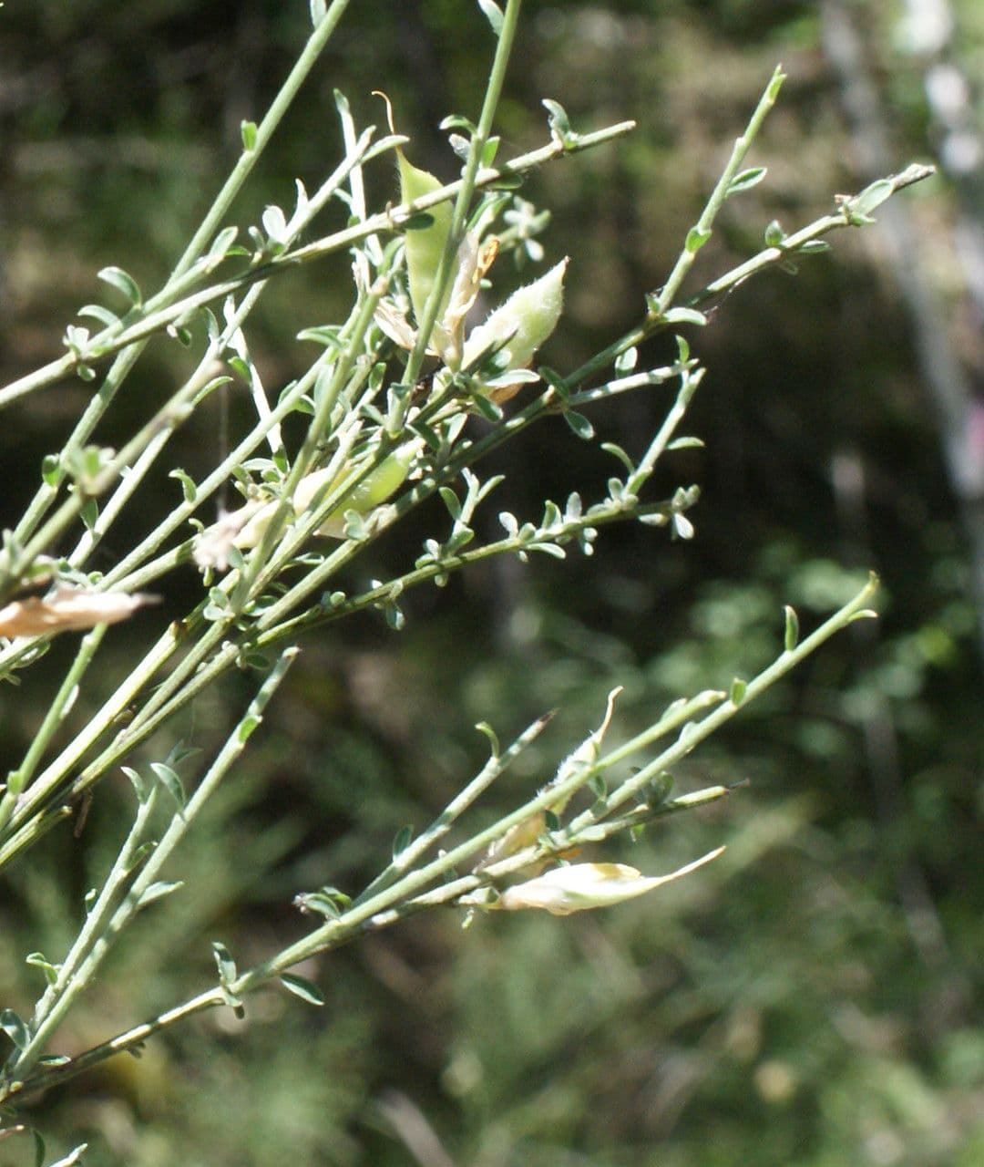 Ginestra cenerina 4