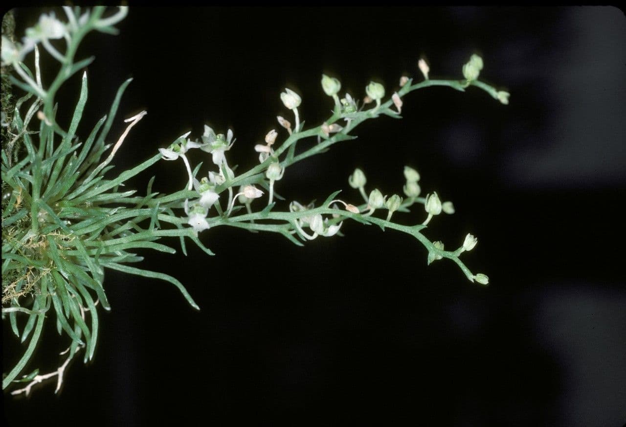 Phymatidium delicatulum 6
